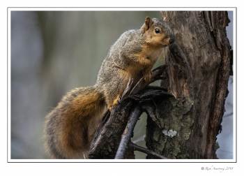 red squirrel 2 copy.jpg